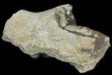 Triceratops Rib (Dorsal End) Section - Montana #102289-1